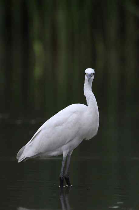 白鹭也是鸟 只有白鹭可以拍摄