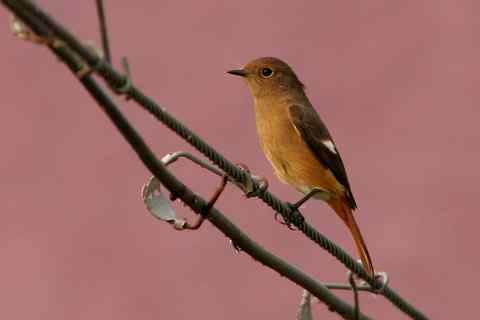 鵖冠鸲戴 黑喉石鵖被认成北红尾鸲
