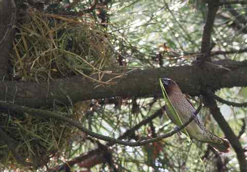 斑文鸟吃的竟是狗屎！