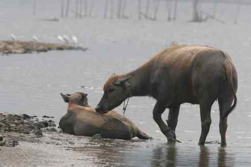 灰头麦鸡，又是 “全球性近危”！