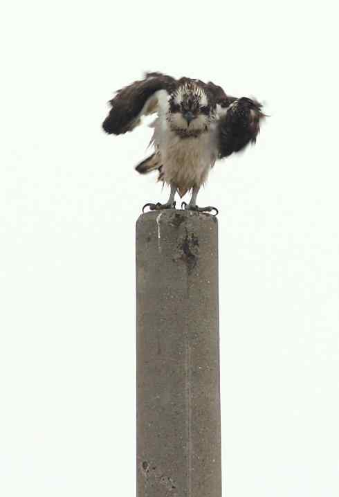 高高在上的发怒的老国王 鹗