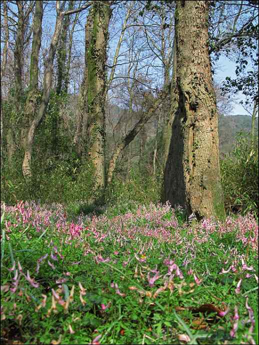 别因为鸟而错过一路风景