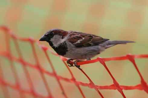 3种麻雀：家麻雀、树麻雀、山麻雀