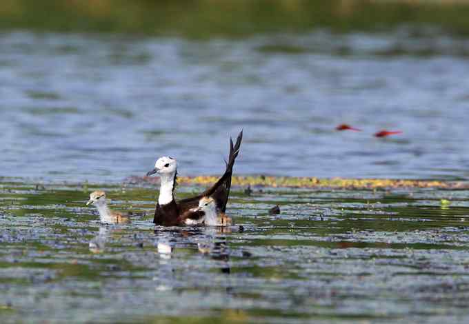 水雉 水凤凰的故事