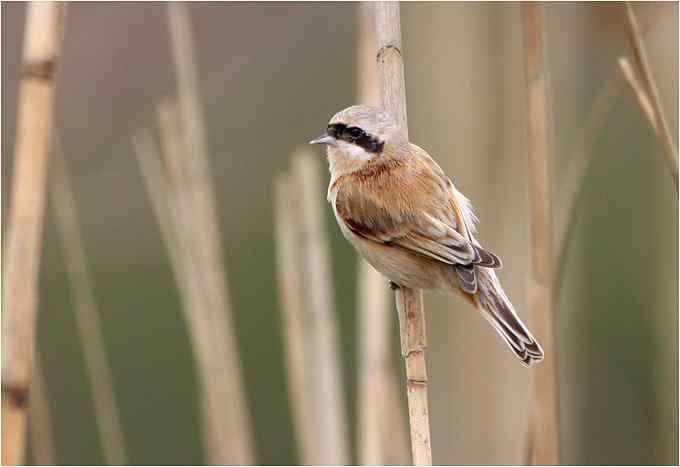 过瘾!银喉长尾山雀 过瘾!银喉长尾山雀