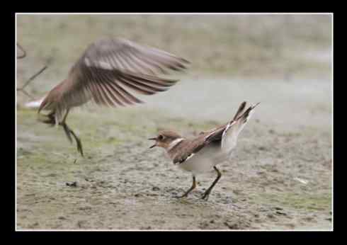 斗鸻？斗狠！金眶鸻