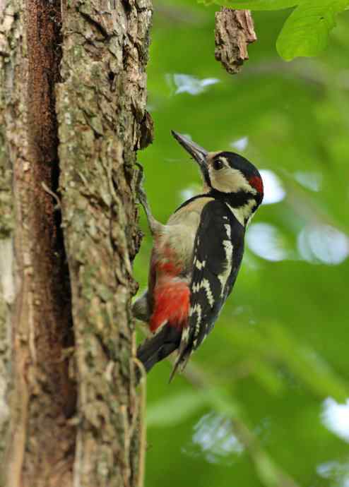 啄木鸟——婺源拍鸟系列之三 啄木鸟——婺源拍鸟系列之三