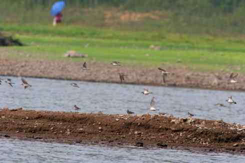 灰头麦鸡，又是 “全球性近危”！