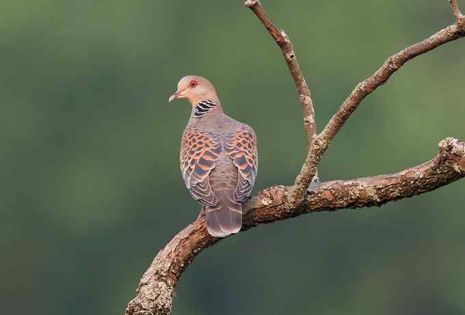 啄木鸟——婺源拍鸟系列之三 啄木鸟——婺源拍鸟系列之三
