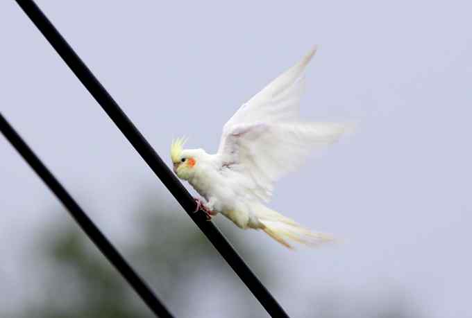 一个小妖怪 雪白的妖怪