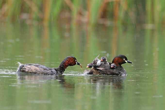 小鸊鷉一家的幸福生活