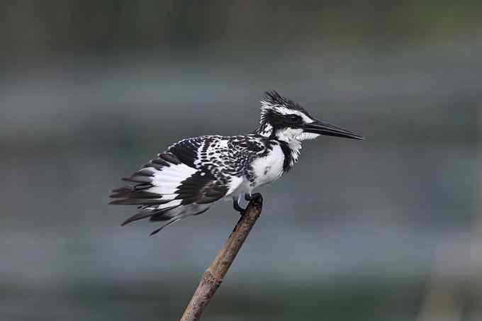 摄影师大山雀痛快拍斑鱼狗