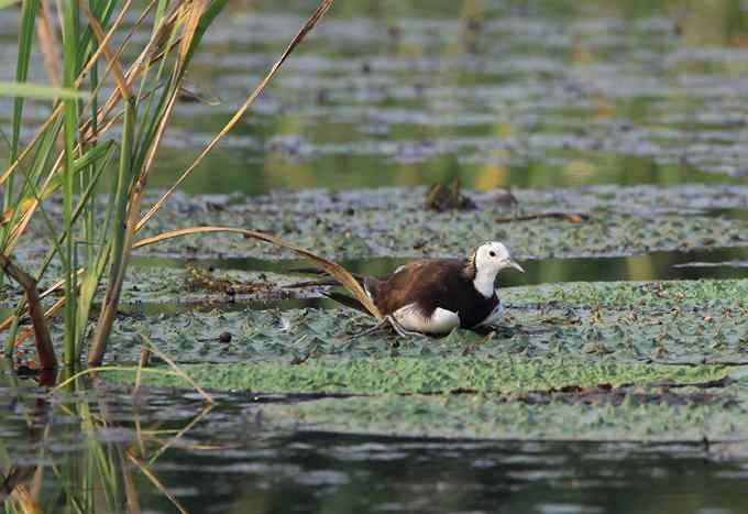水雉 水凤凰的故事