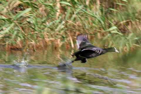 白骨顶和讨狗嫌的lc