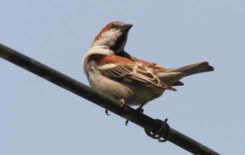 3种麻雀：家麻雀、树麻雀、山麻雀