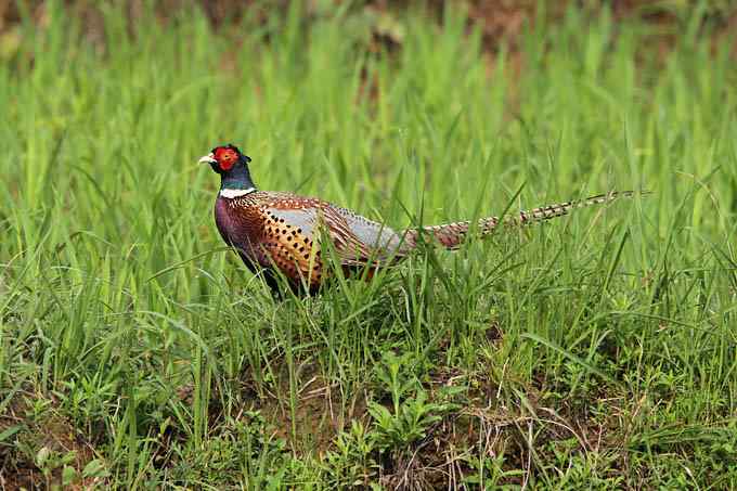 白冠长尾雉及其他——董寨拍鸟系列之三