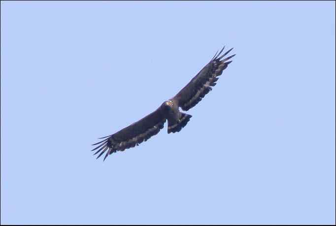 天童国家森林公园的蛇雕！