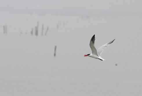 大山雀拍鸟突破200种啦! 大山雀拍鸟突破200种啦!