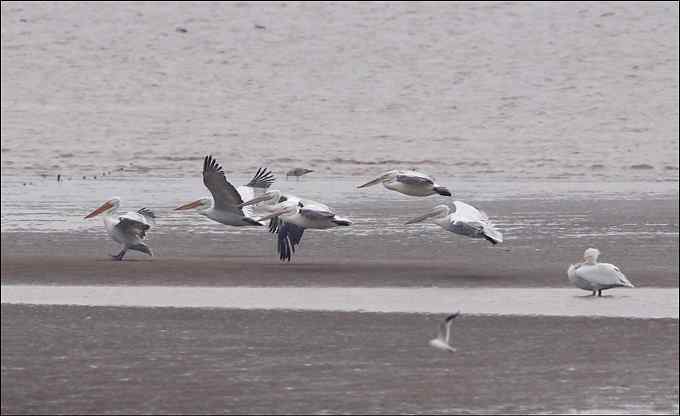 我与鹈鹕有个约会