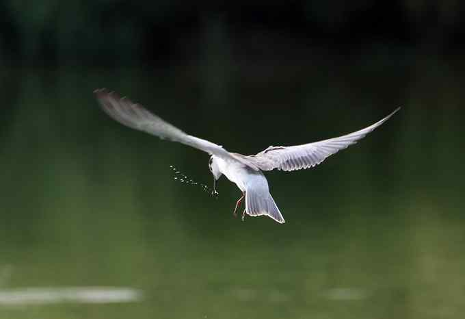 白翅浮鸥是燕鸥的一种