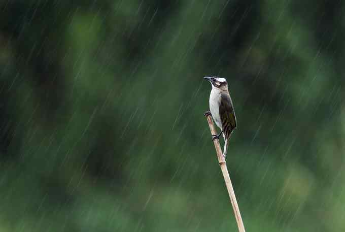 一只翠鸟站在台风“莫拉克”带来的风雨中