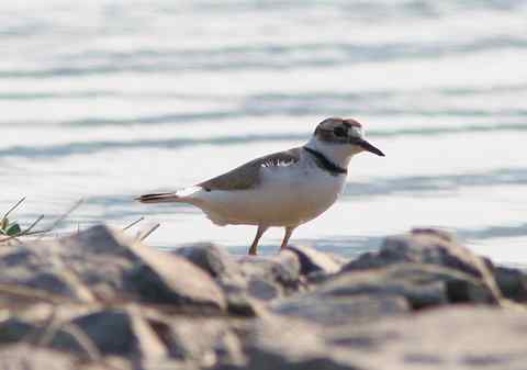 金眶鸻和长嘴剑鸻