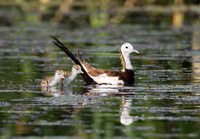 水雉 水凤凰的故事