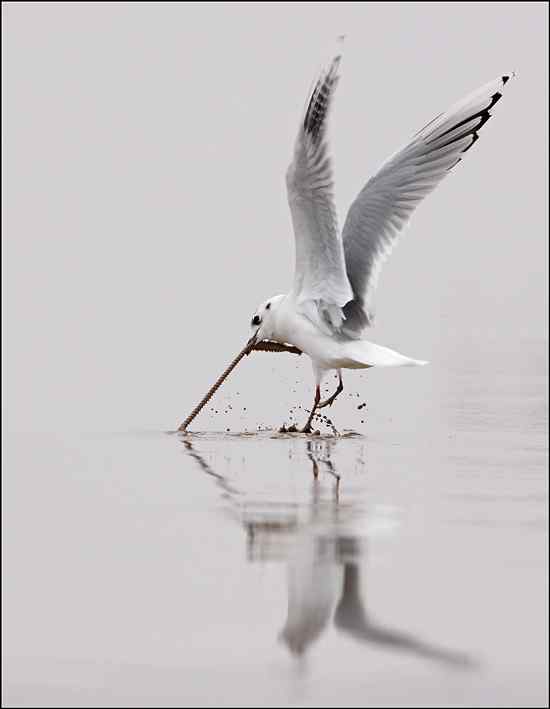 吃沙蚕的黑嘴鸥：我扯我扯，我扯扯扯！