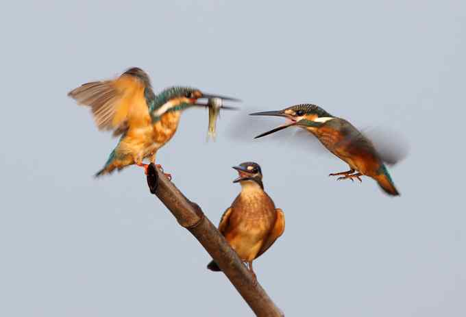小翠鸟争鱼 摄影师拍鸟最富戏剧性的一瞬间