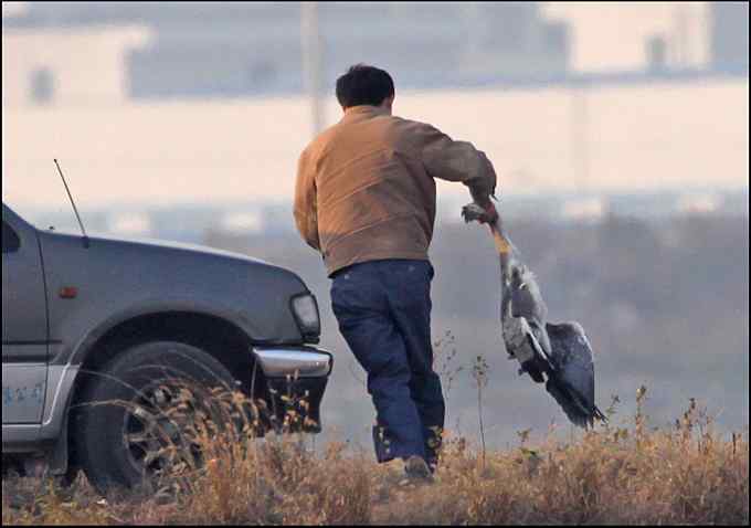 中华秋沙鸭。枪击打鸟