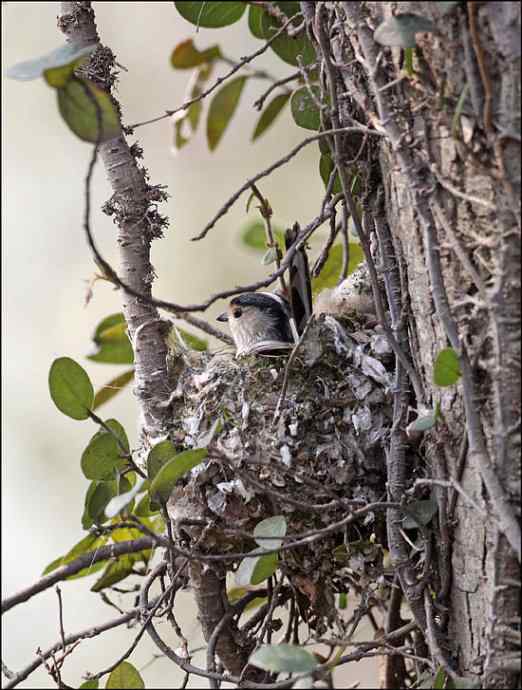 再拍银喉长尾山雀