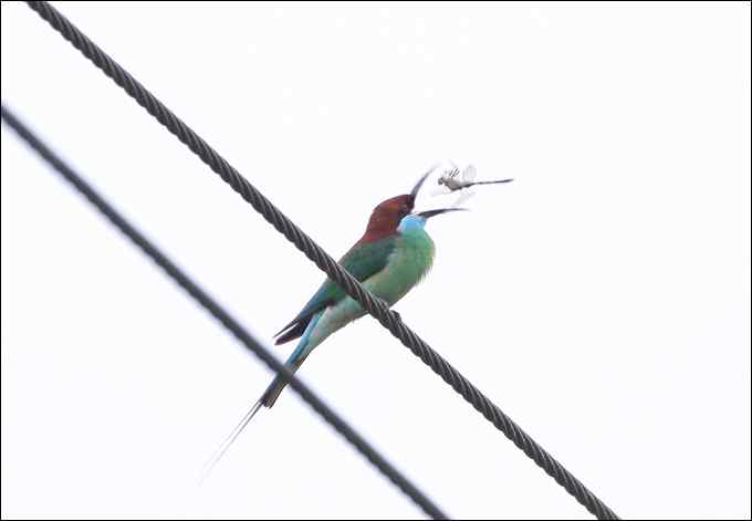 鱼狗与蜂虎——董寨拍鸟系列之二