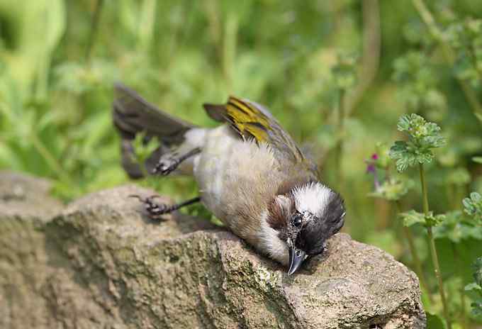 两只小鸟上演“马路凶杀案”