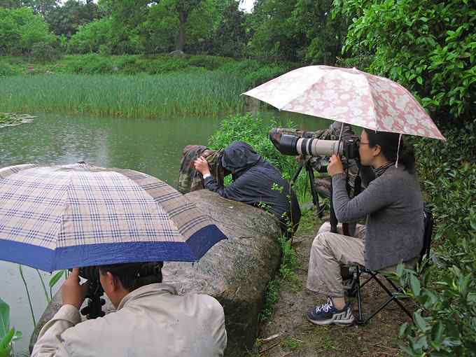 鸟人的江湖——鸟人大山雀的鸟世界