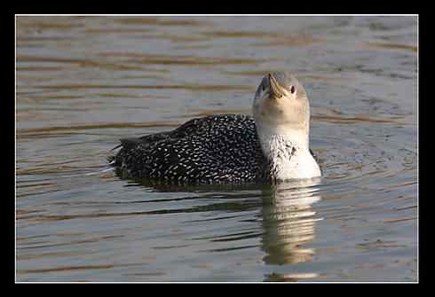 红喉潜鸟——08年的第一个新鸟种