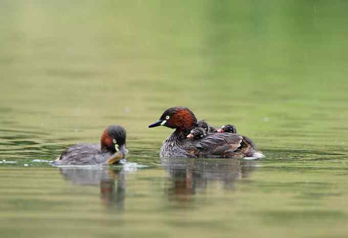 小鸊鷉一家的幸福生活