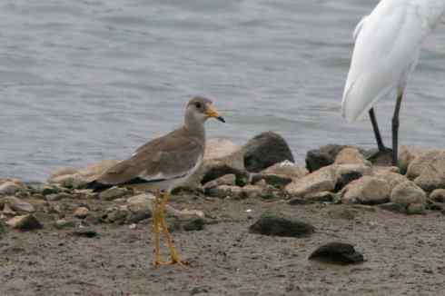 灰头麦鸡，又是 “全球性近危”！