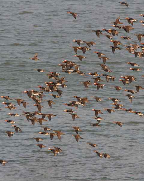 鸳鸯——新年第一个新鸟种