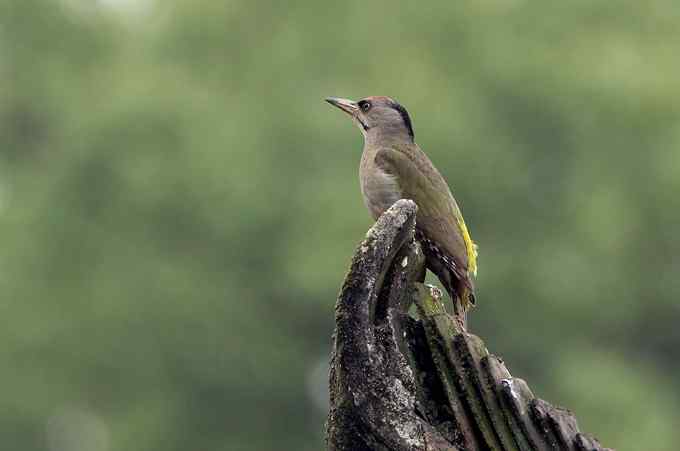 啄木鸟——婺源拍鸟系列之三 啄木鸟——婺源拍鸟系列之三