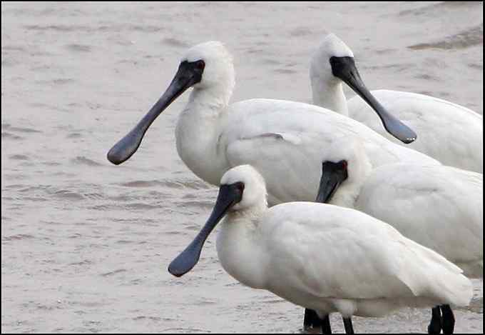 黑脸琵鹭，梦幻两分钟！