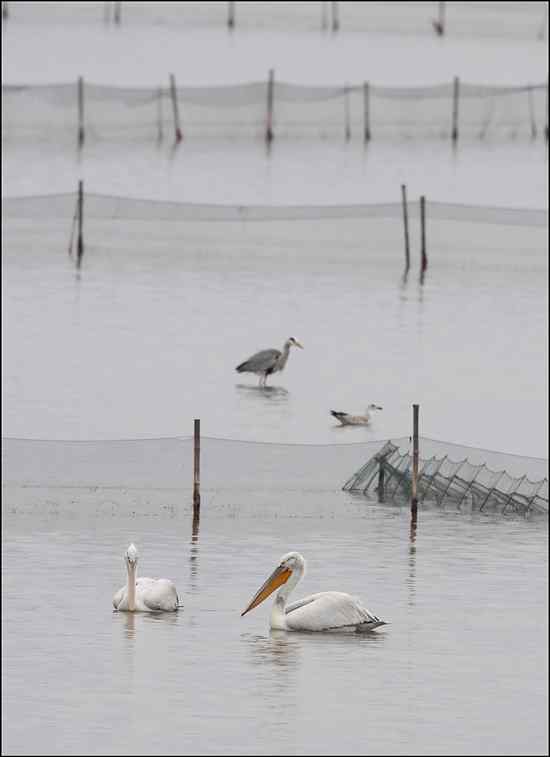 我与鹈鹕有个约会