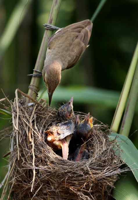 请注意小鸟的屁股！