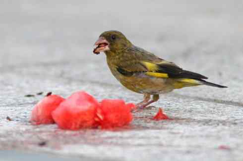 吃西瓜籽的金翅雀
