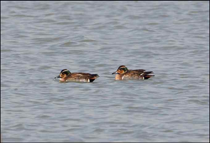 2008年最后一个新鸟种是花脸鸭