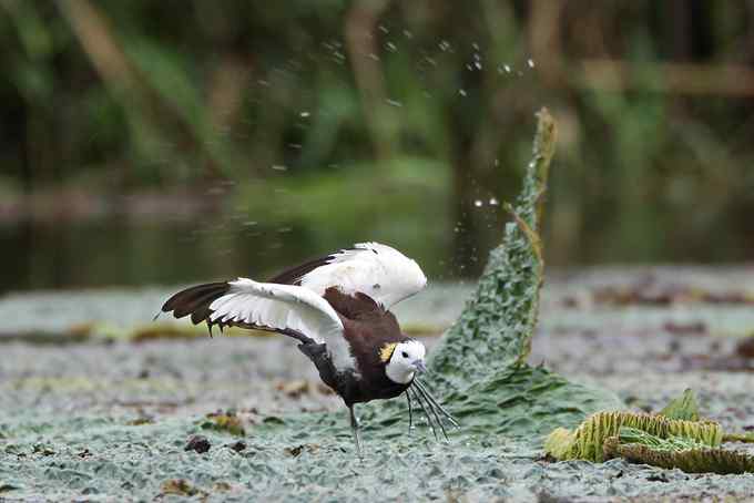 水雉 水凤凰的故事