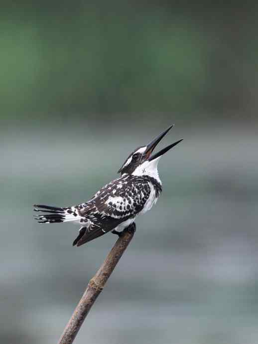 摄影师大山雀痛快拍斑鱼狗