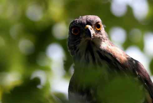 死死地瞪着我的凤头鹰，狭路相逢！