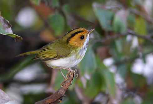 棕脸小朋友——棕脸鹟莺