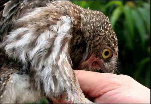 折翅的斑头鸺鹠