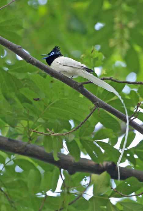 白寿带——董寨拍鸟系列之一